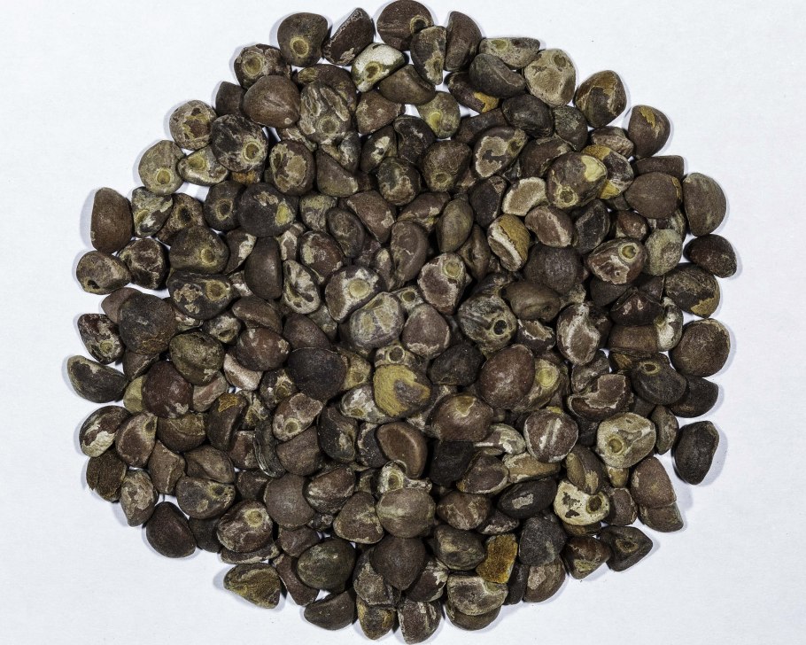 Гавайская древовидная роза семена