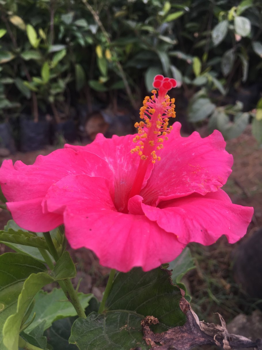 Гибискус Гавайи