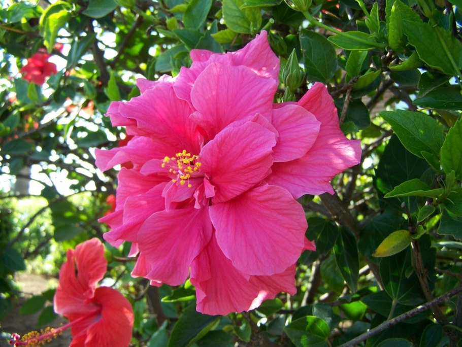 Hibiscus brackenridgei Гавайи