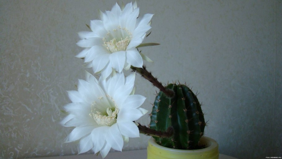 Кактус с белыми цветами эхинопсис