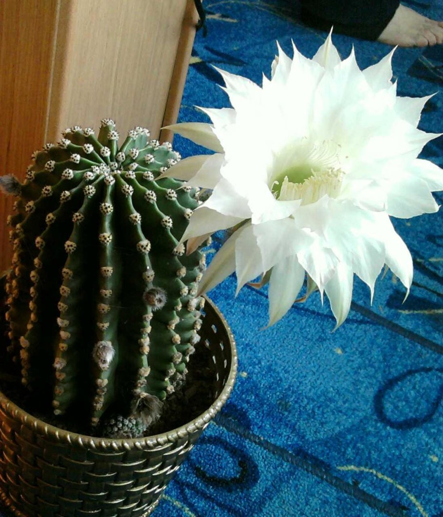 Эхинопсис эрье