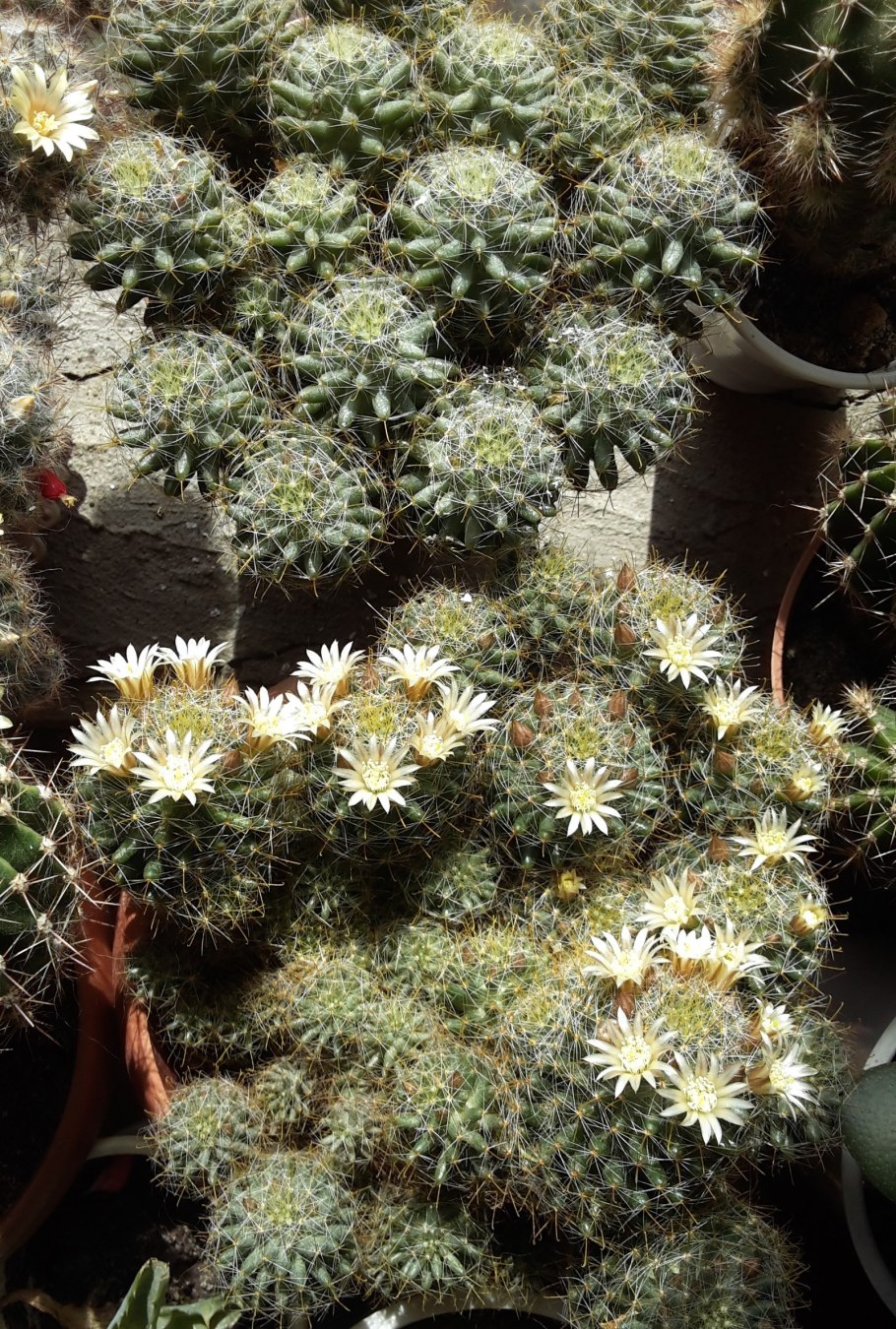 Эхинопсис subdenudata