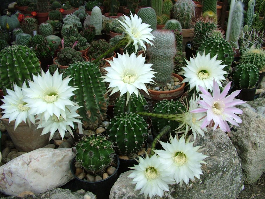 Echinopsis adolfofriedrichii