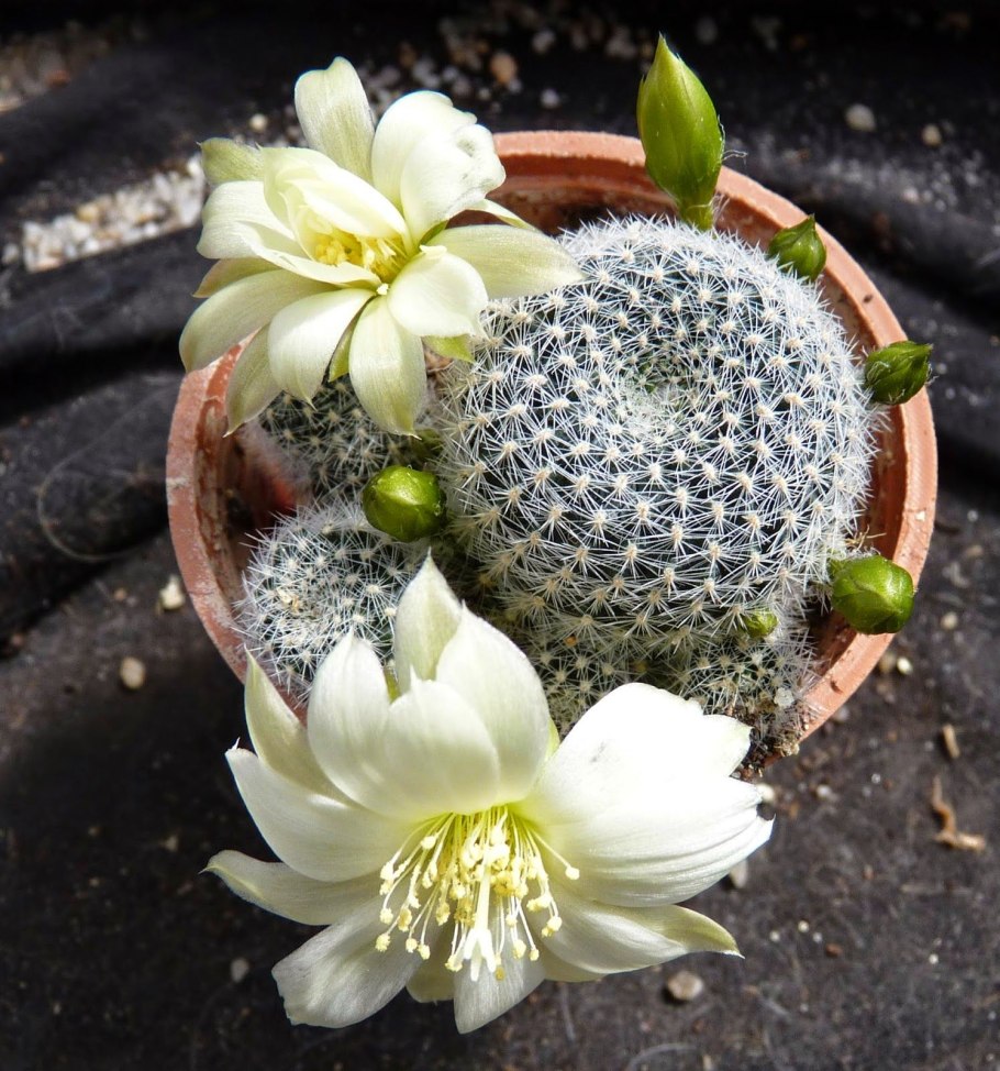 Маммиллярия ветула