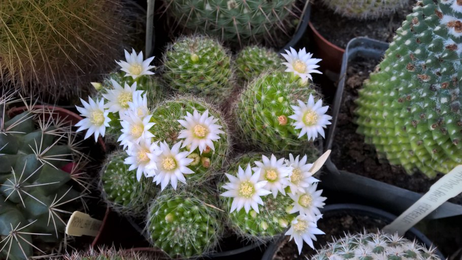 Маммиллярия хаагена