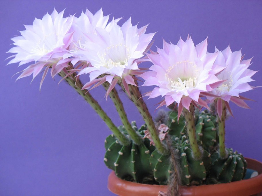 Эхинопсис субденудата