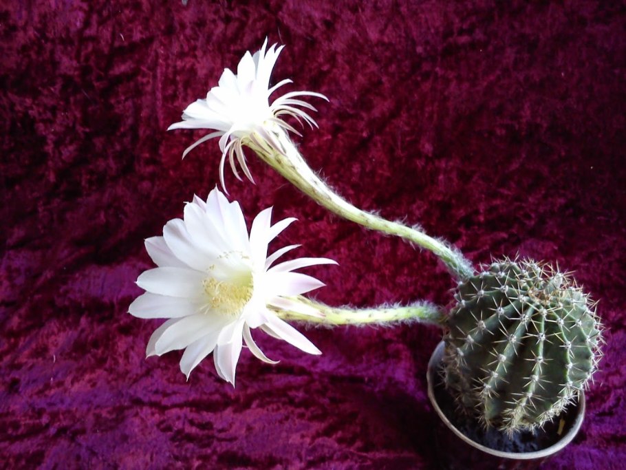 Кактус эхинопсис белый