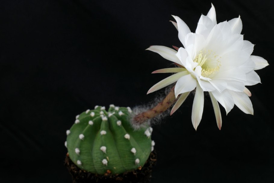 Эхинопсис субденудата Echinopsis subdenudata