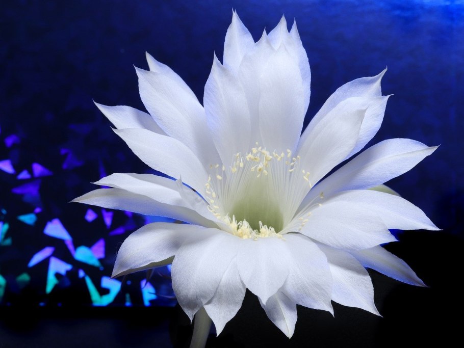 Кактус Гимнокалициум аниситси