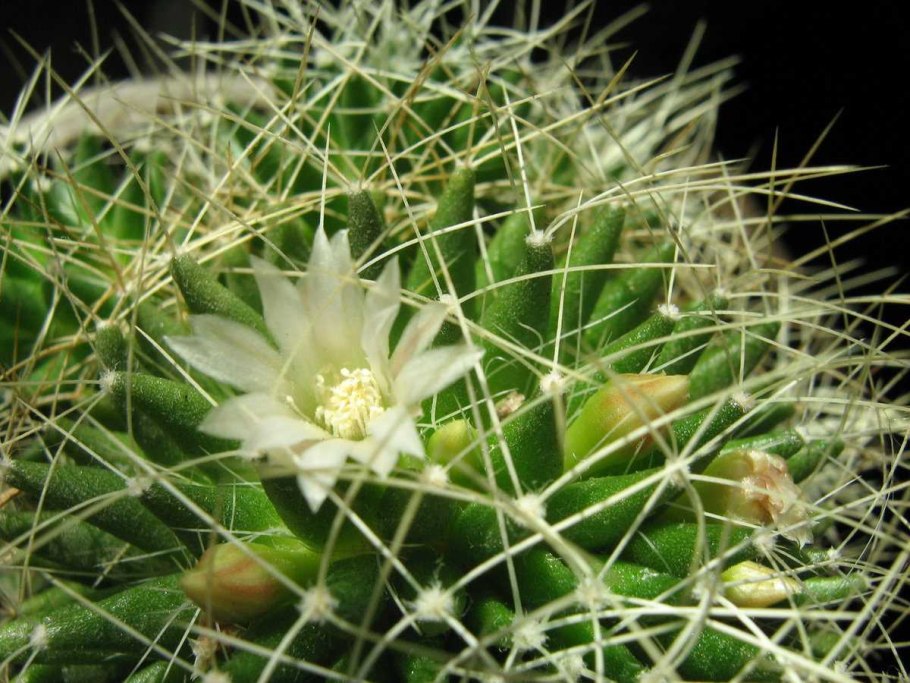 Эхинопсис Шрейтера