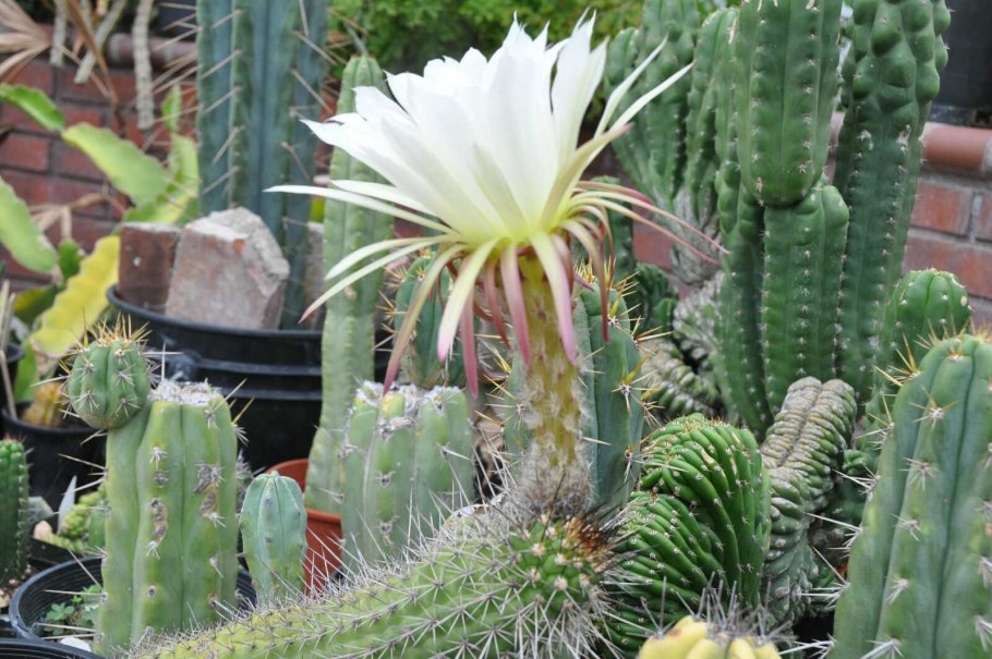 Кактус эхинопсис