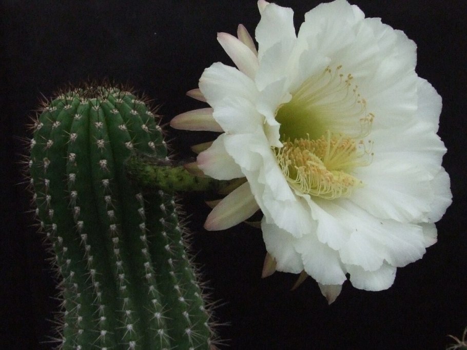 Кактус эхинопсис