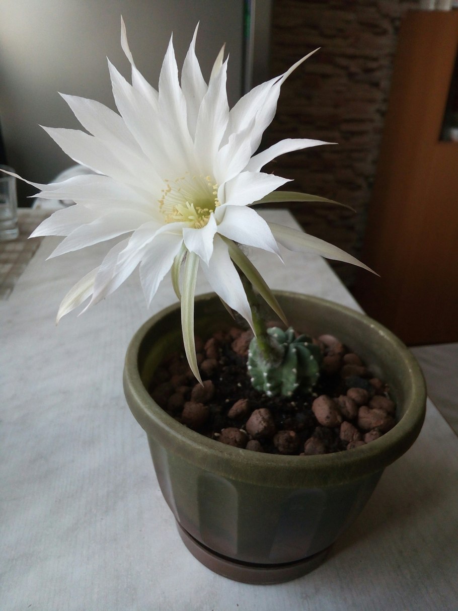 Кактус цветет белыми цветами