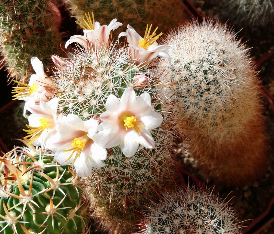 Mammillaria slevinii