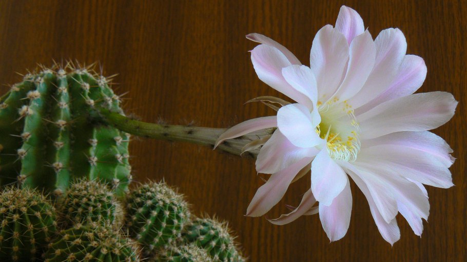 Маммиллярия Кактус Вильди