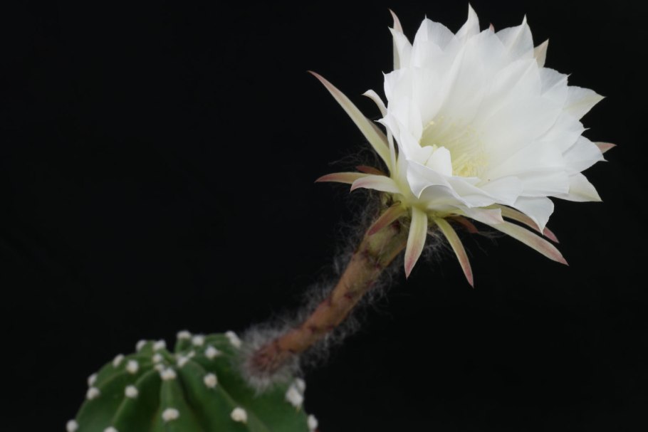 Дискокактус (Discocactus horstii)