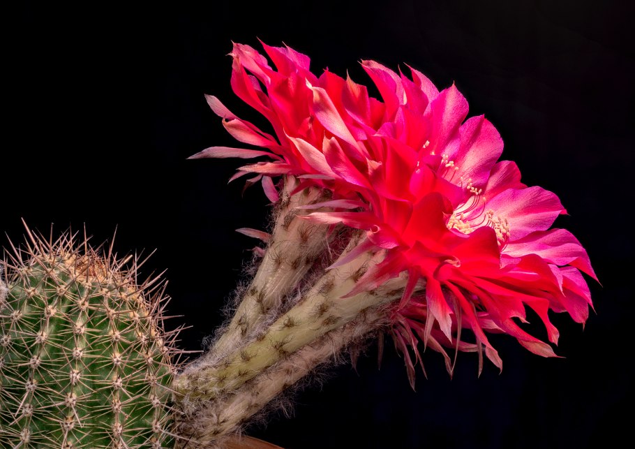 Кактус с мягкими колючками