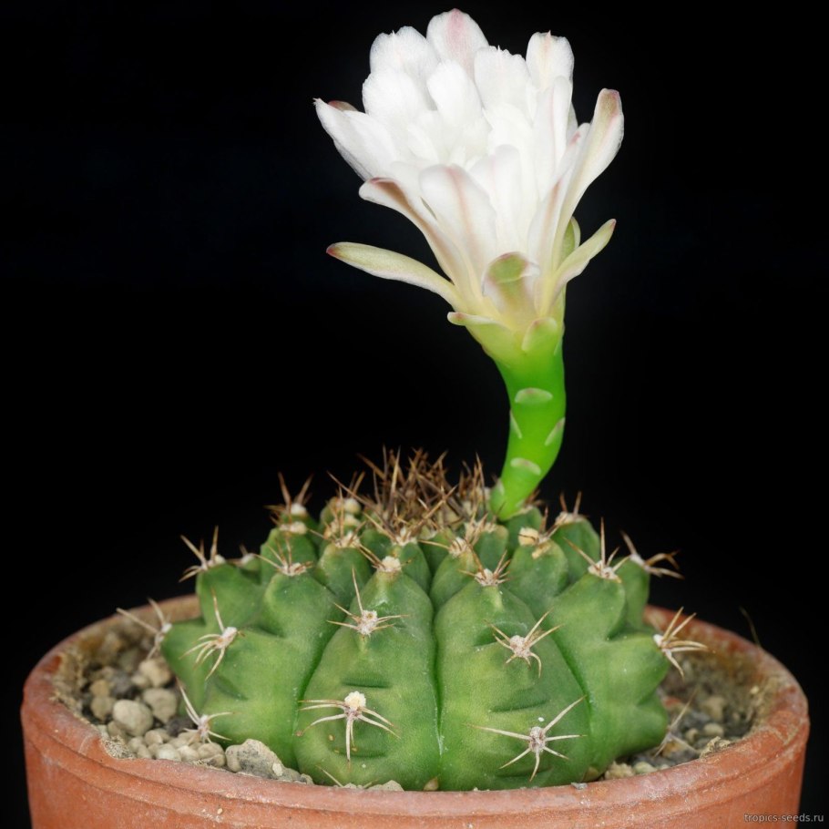 Гимнокалициум аниситси