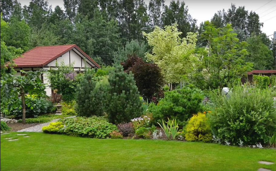 Деревья на дачном участке