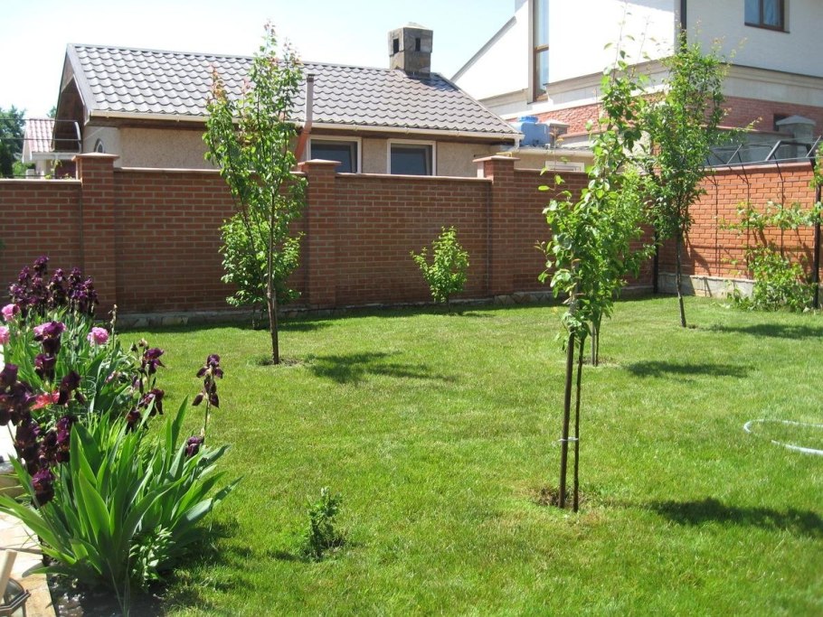 Плодовые деревья на участке