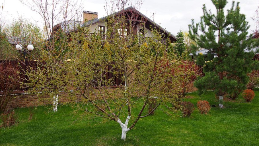 Вишня плодовая Морозовка