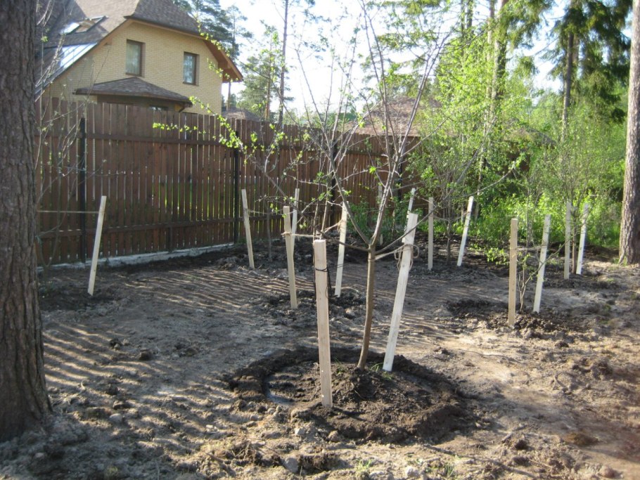 Посадка деревьев на участке