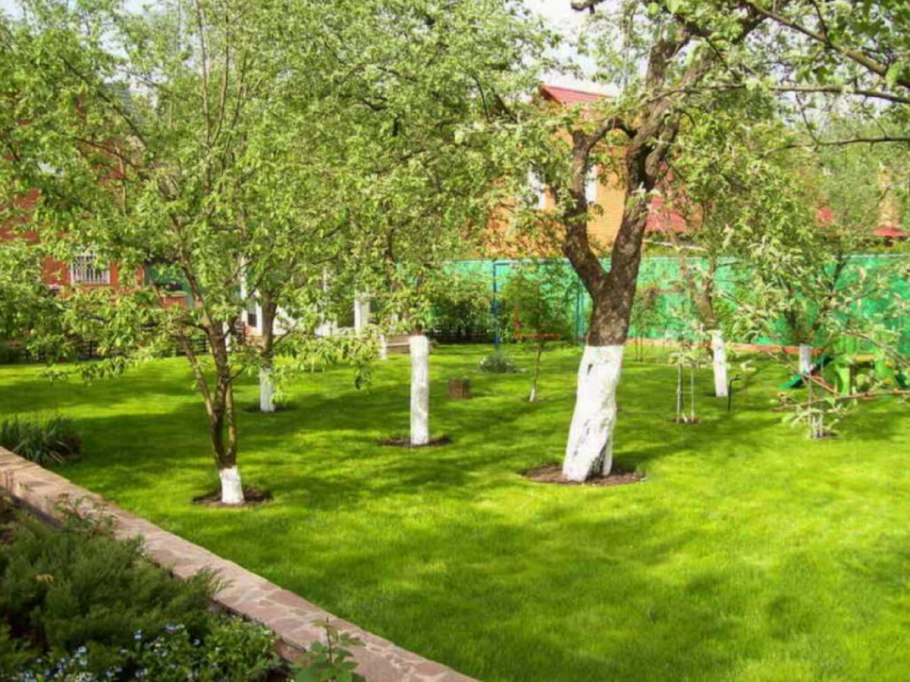 Фруктовые деревья на участке