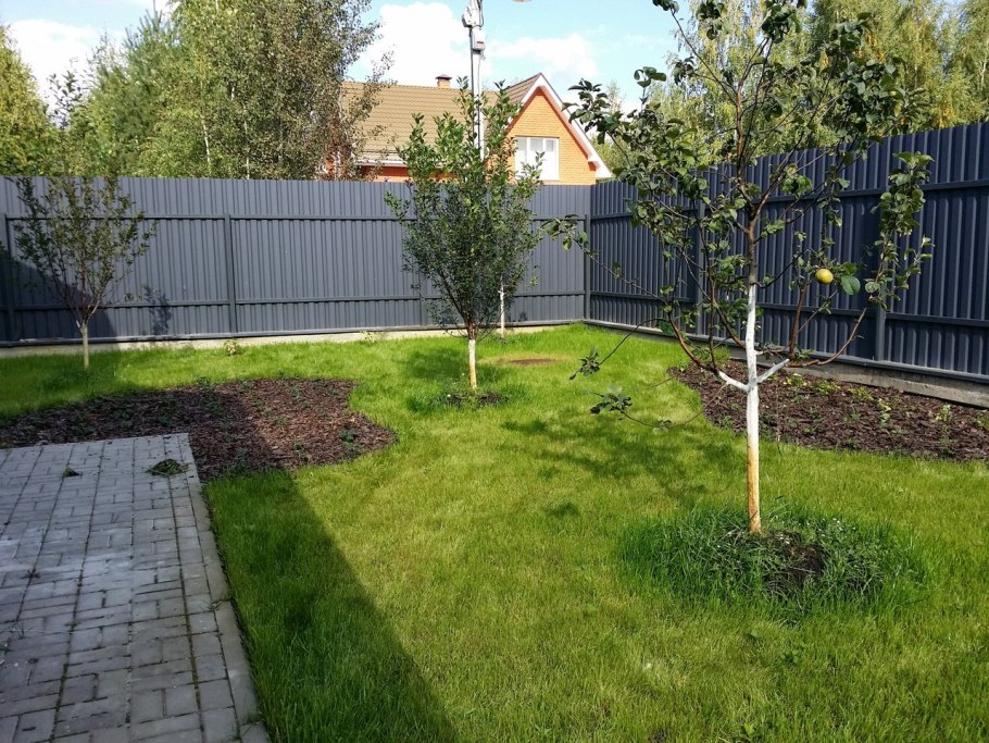 Плодовые деревья на участке