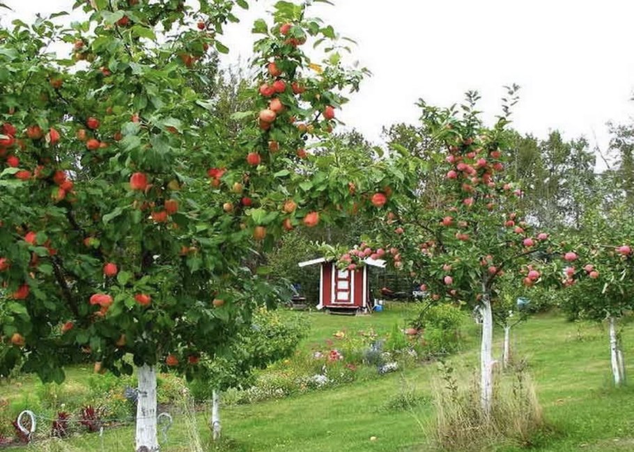 Яблоня среднерослая
