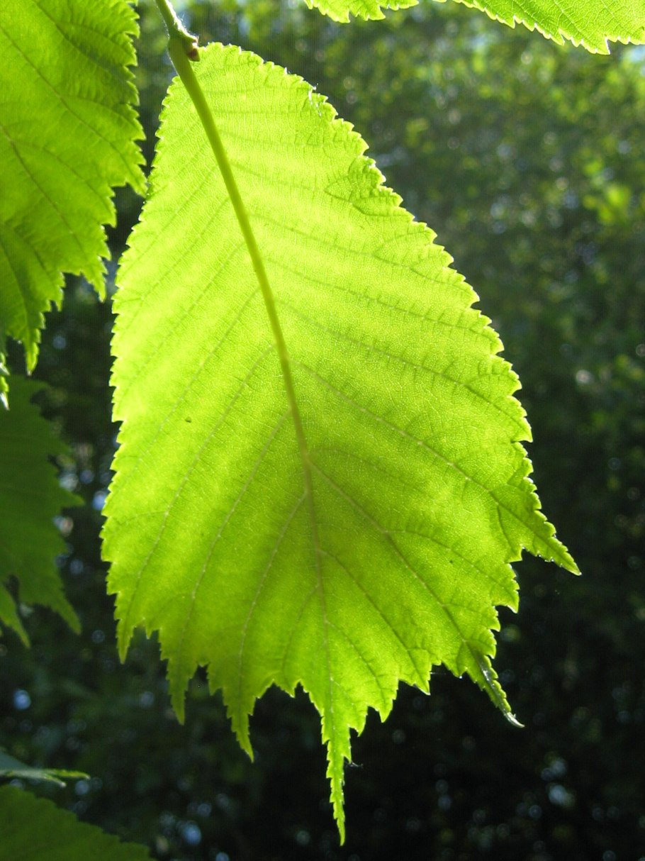 Вяз японский (Ulmus japonica)