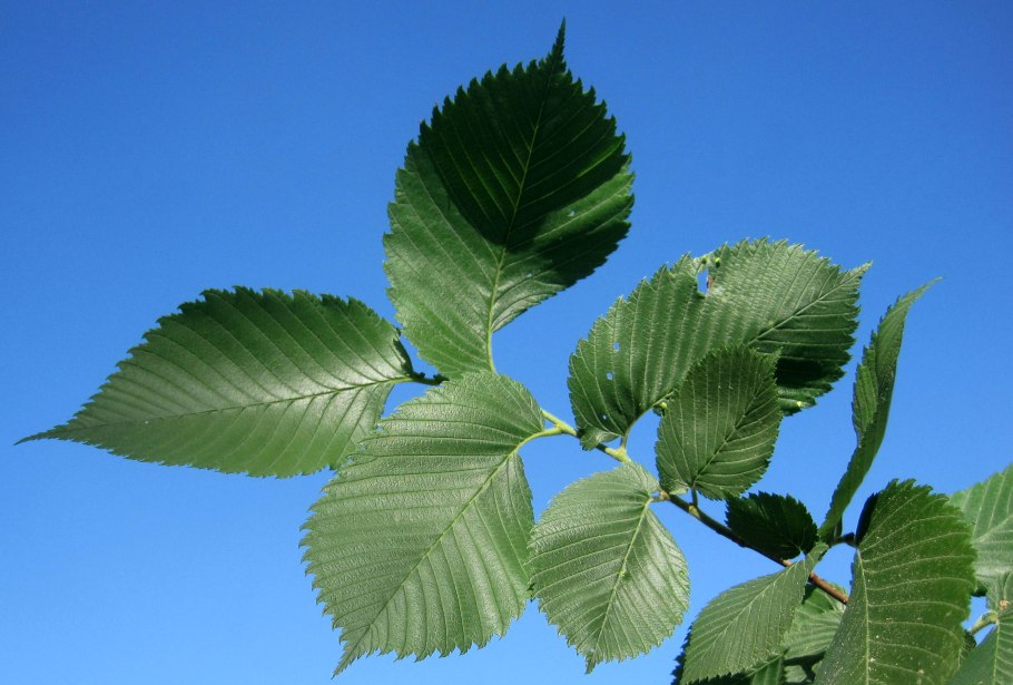 Вяз обыкновенный, гладкий (Ulmus laevis)