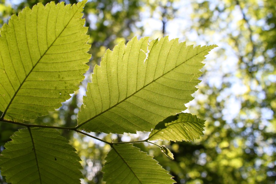 Вяз гладкий (Ulmus laevis)