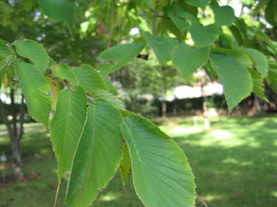 Вяз граболистный (Ulmus suberosa)