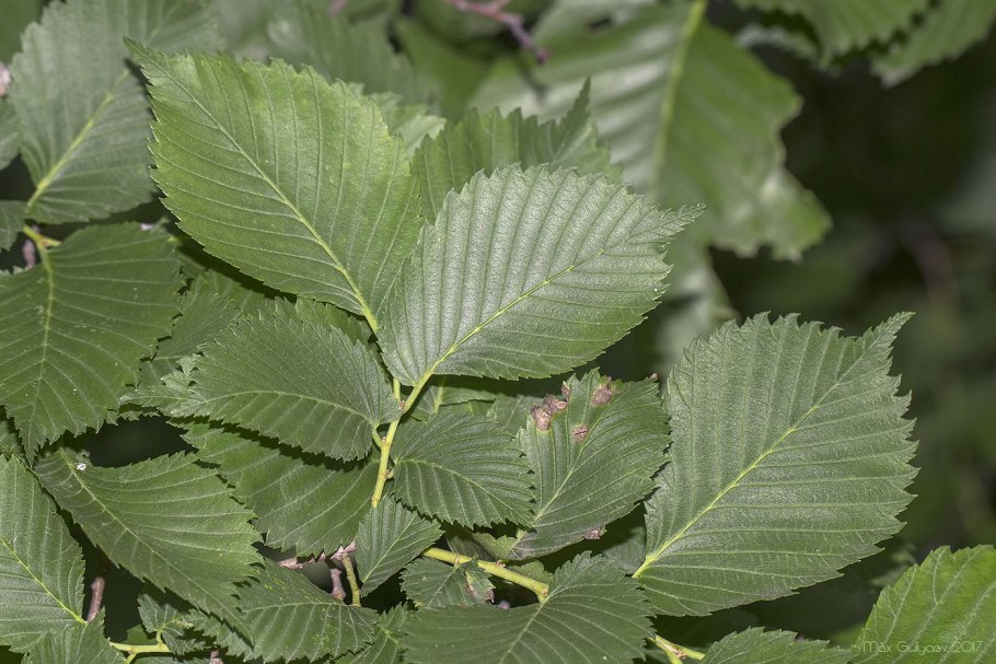 Вяз граболистный (Ulmus suberosa)