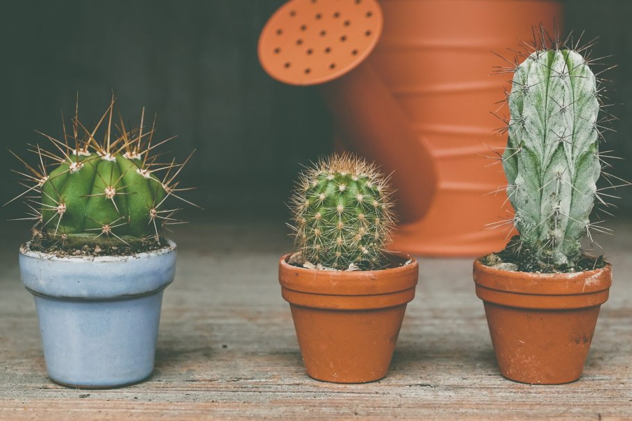 Кактус (🌵 кактусы)