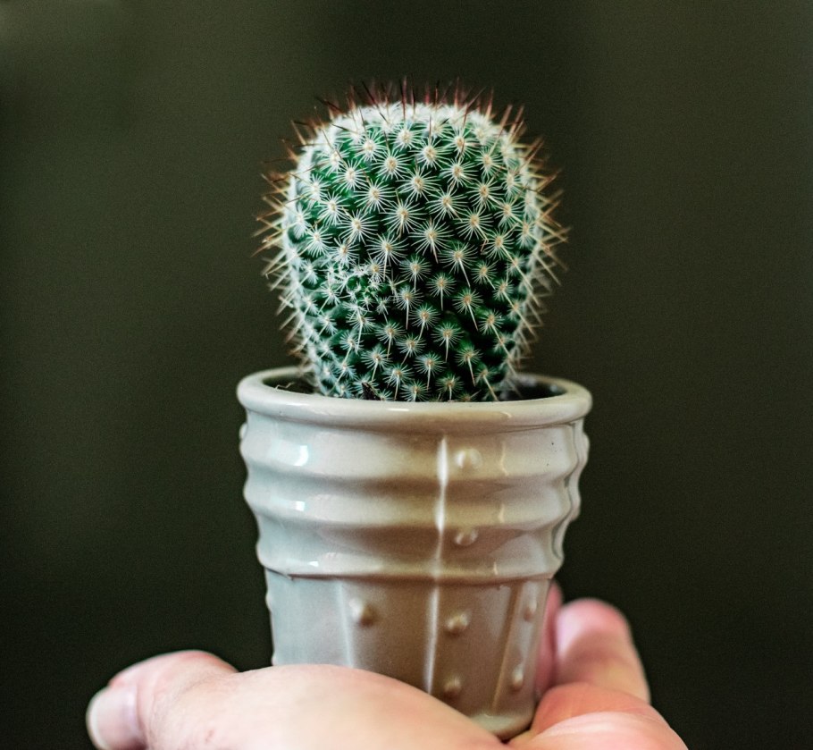 Кактус (🌵 кактусы)