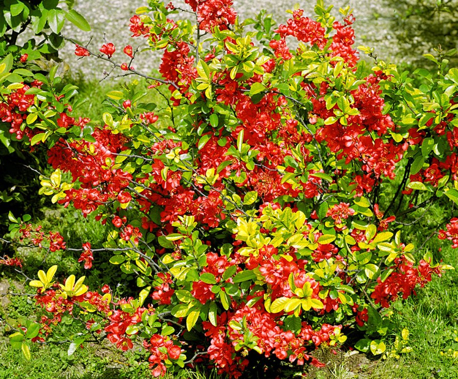 Айва японская декоративная кустарник