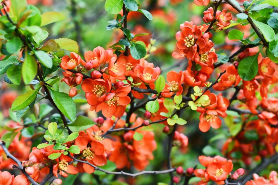 Айва японская Chaenomeles japonica