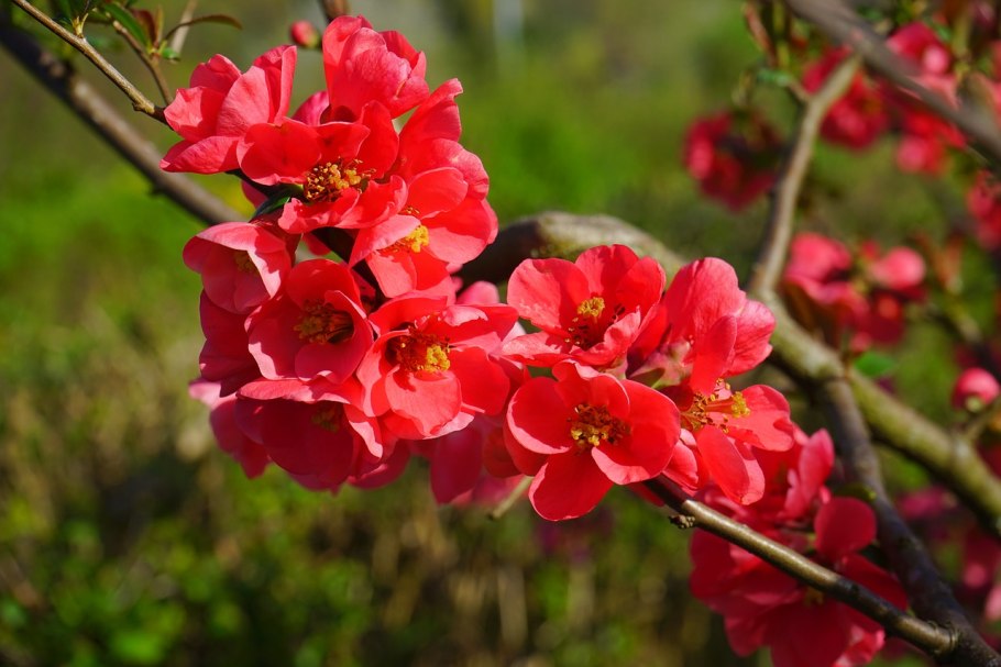 Айва японская Chaenomeles japonica