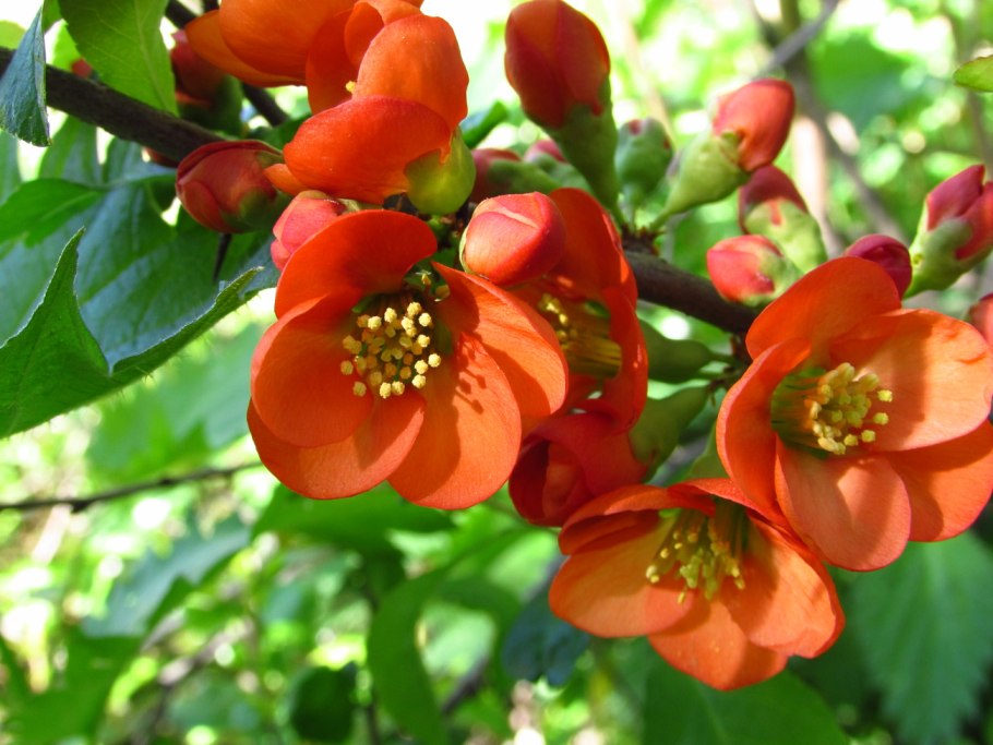 Хеномелес катаянский