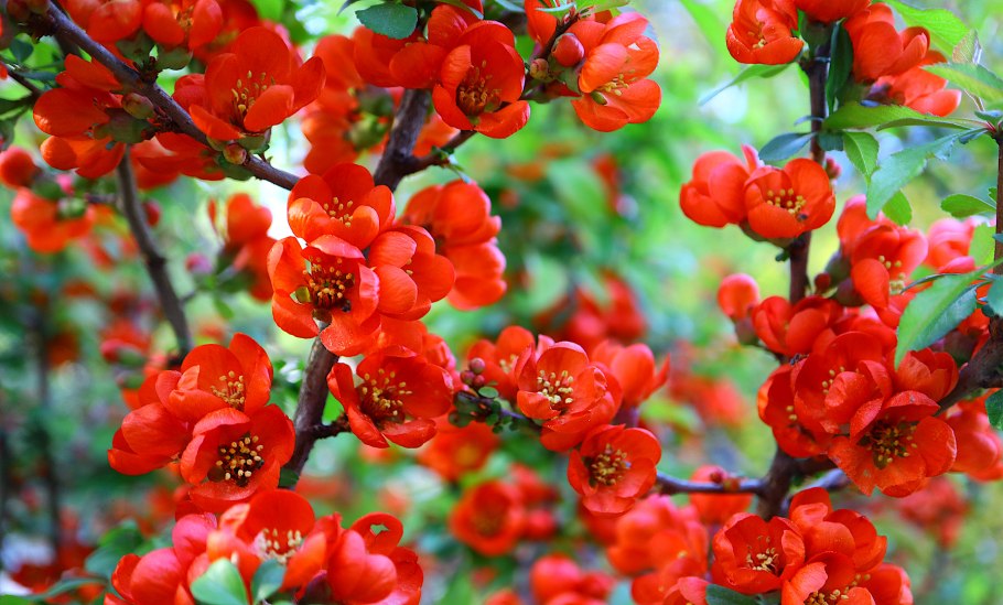 Хеномелес катаянский