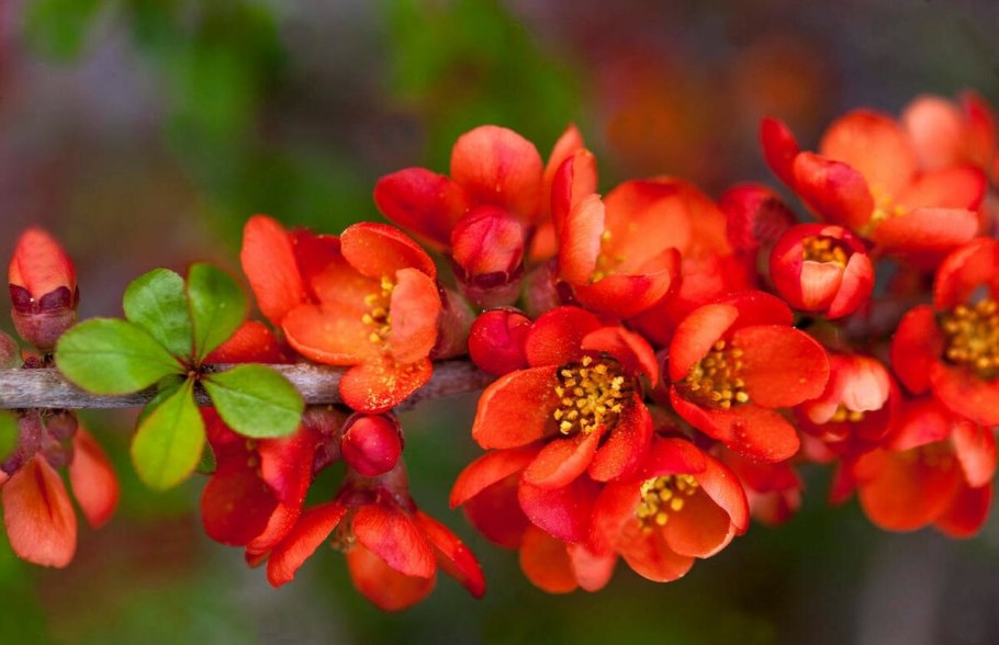 Хеномелес Маулея куст