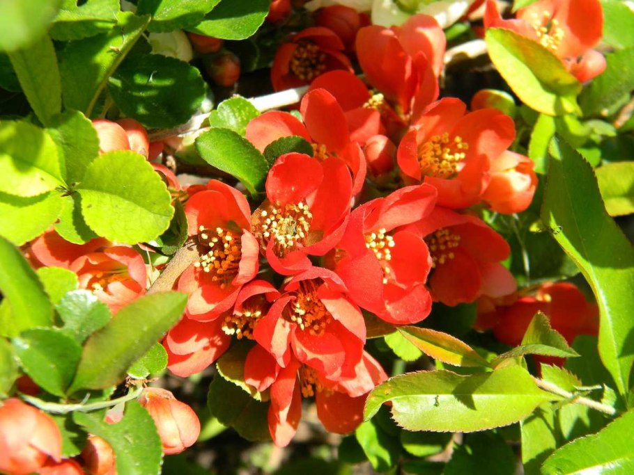 Хеномелес Саржента