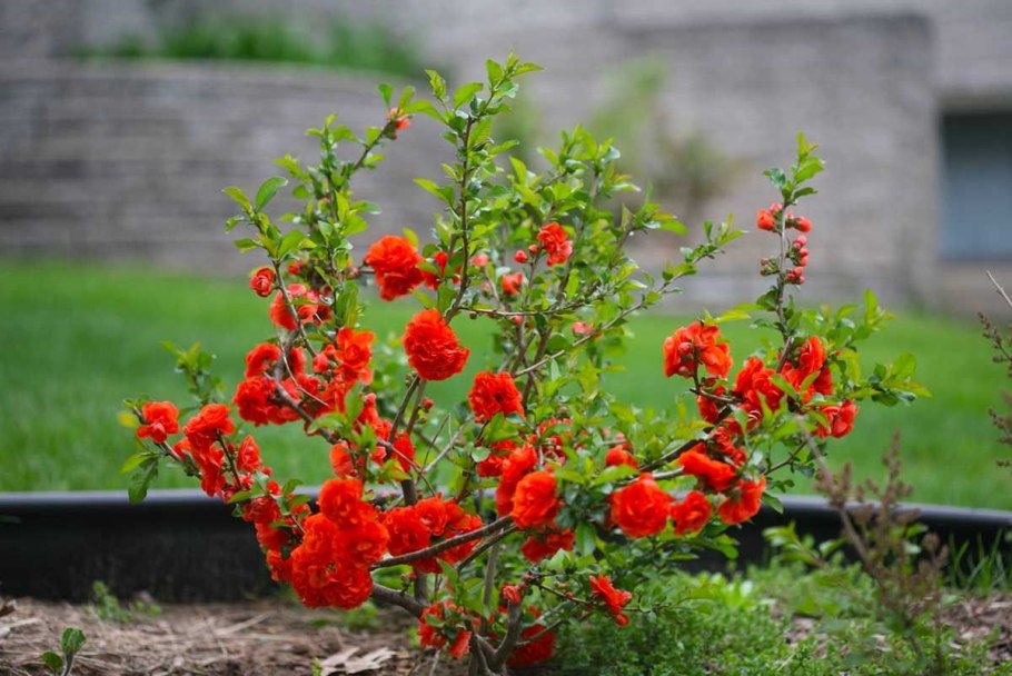 Хеномелес Маулея