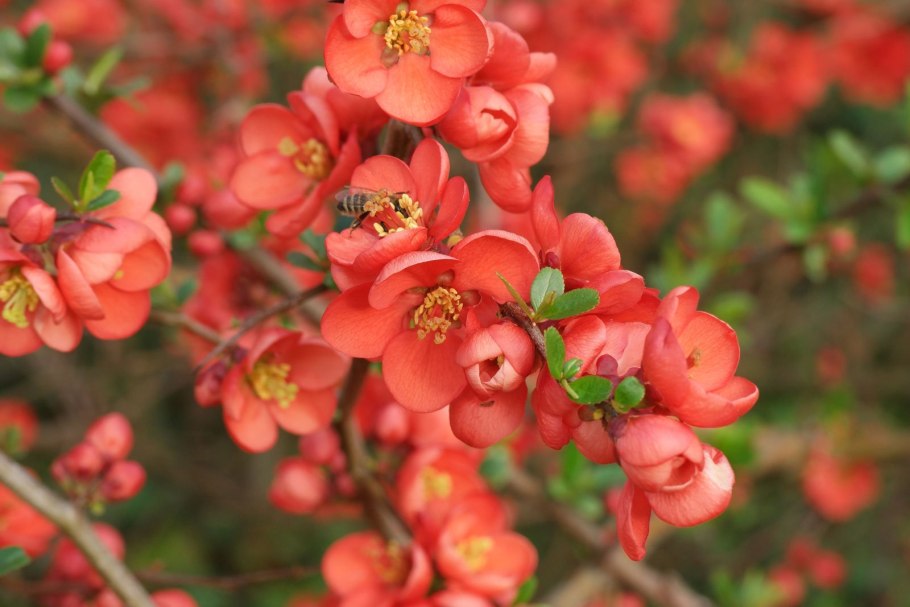 Chaenomeles japonica