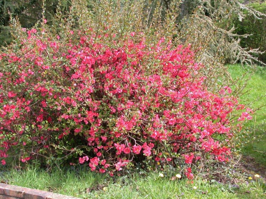 Айва японская хеномелес Пинк леди