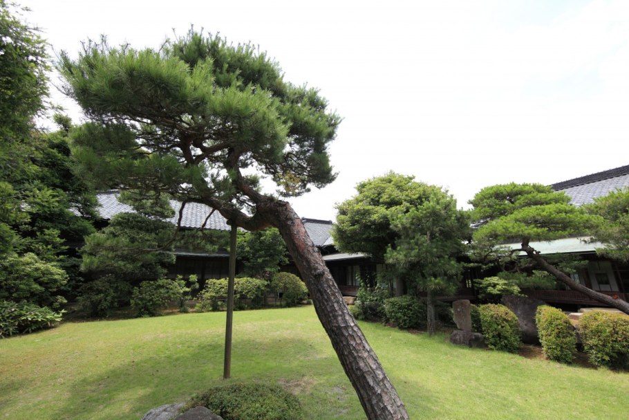 Кусты в Японии