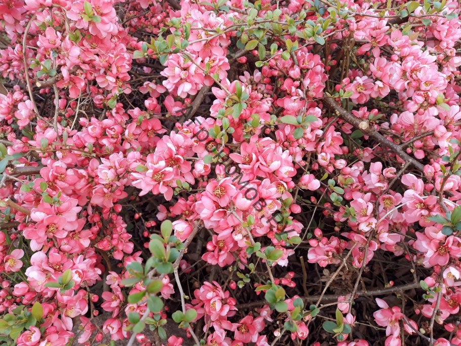 Хеномелес Пинк Квин