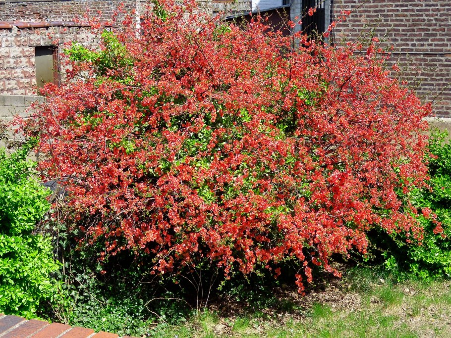 Хеномелес осенью