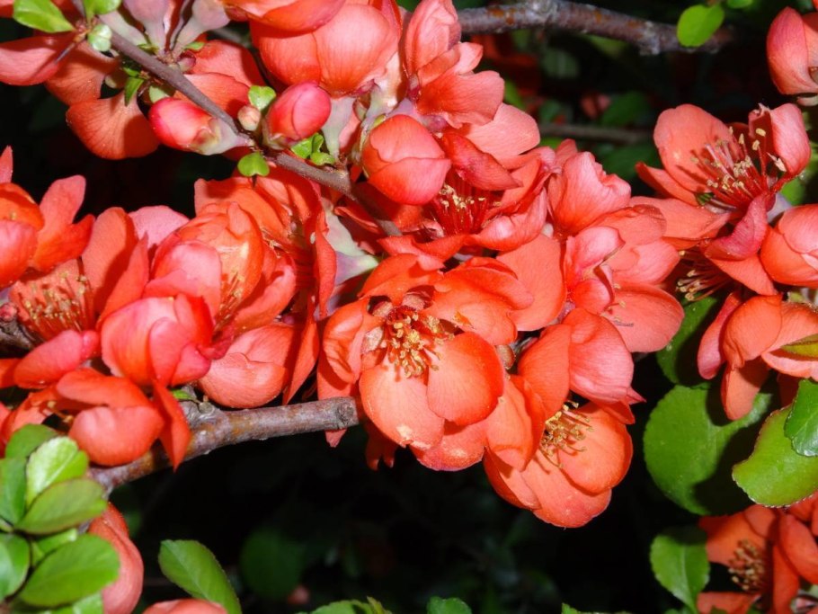 Хеномелес Маулея